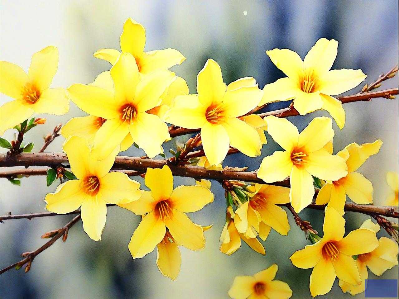 迎春花与连翘花的区别