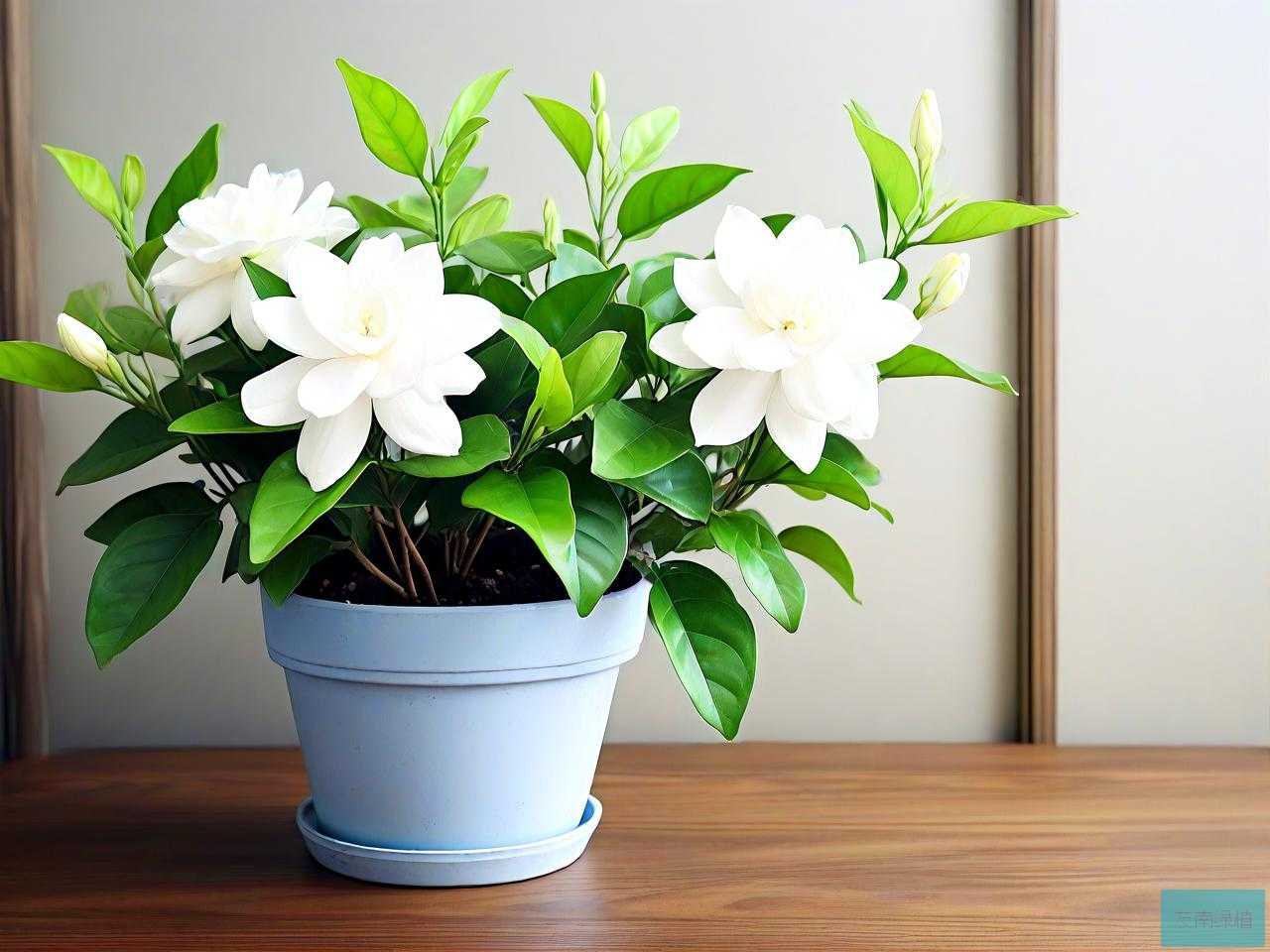 茉莉花盆栽的养殖方法