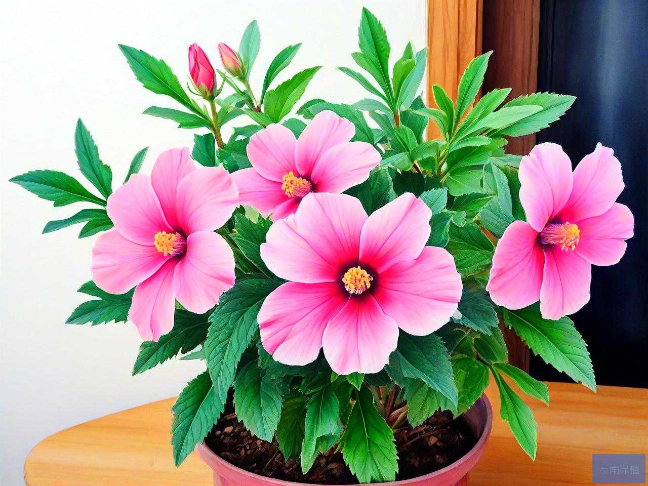 家里养的花什么花有毒