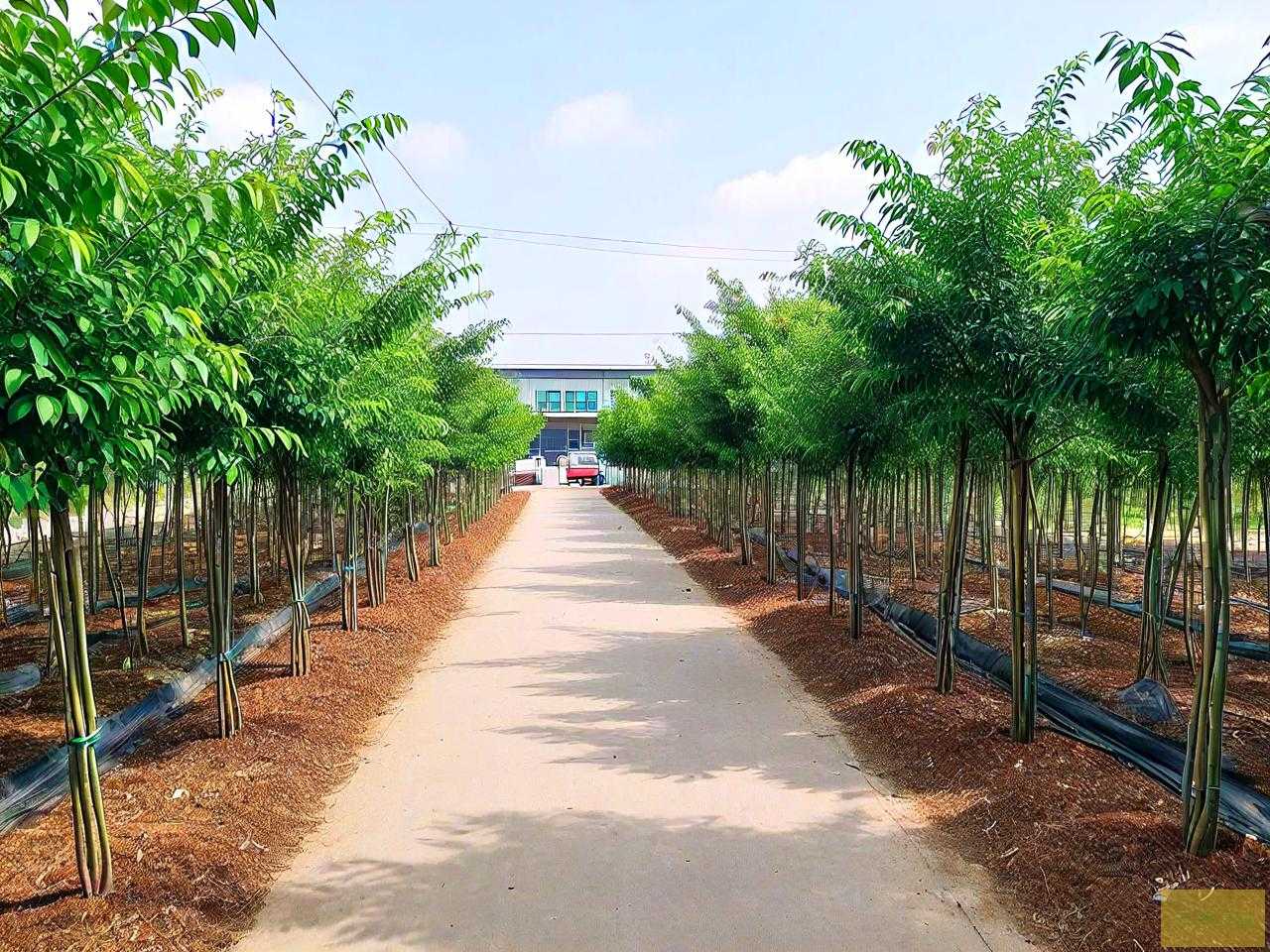 海口苗木批发市场在哪