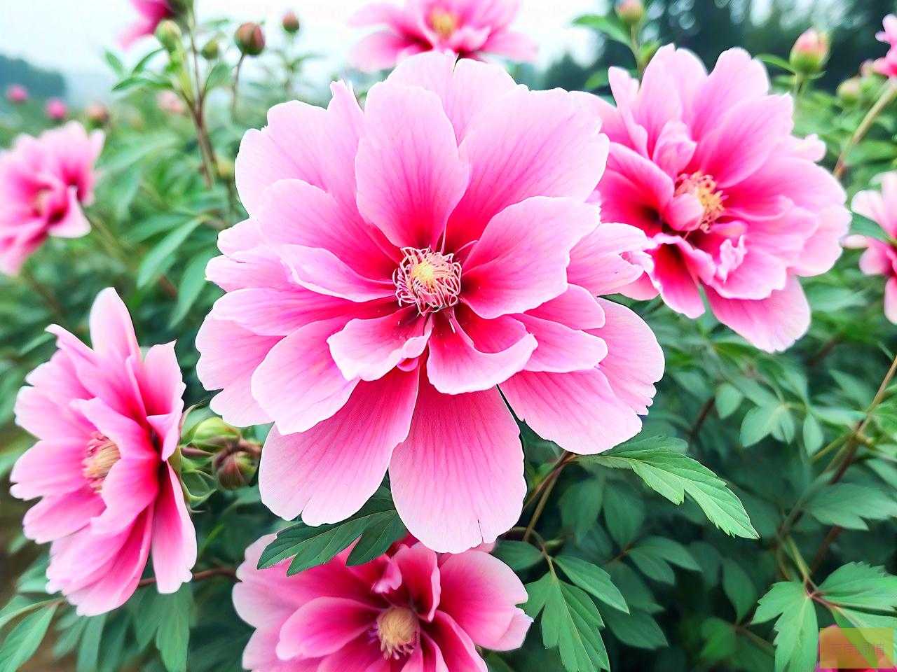 四川网红花花个人资料