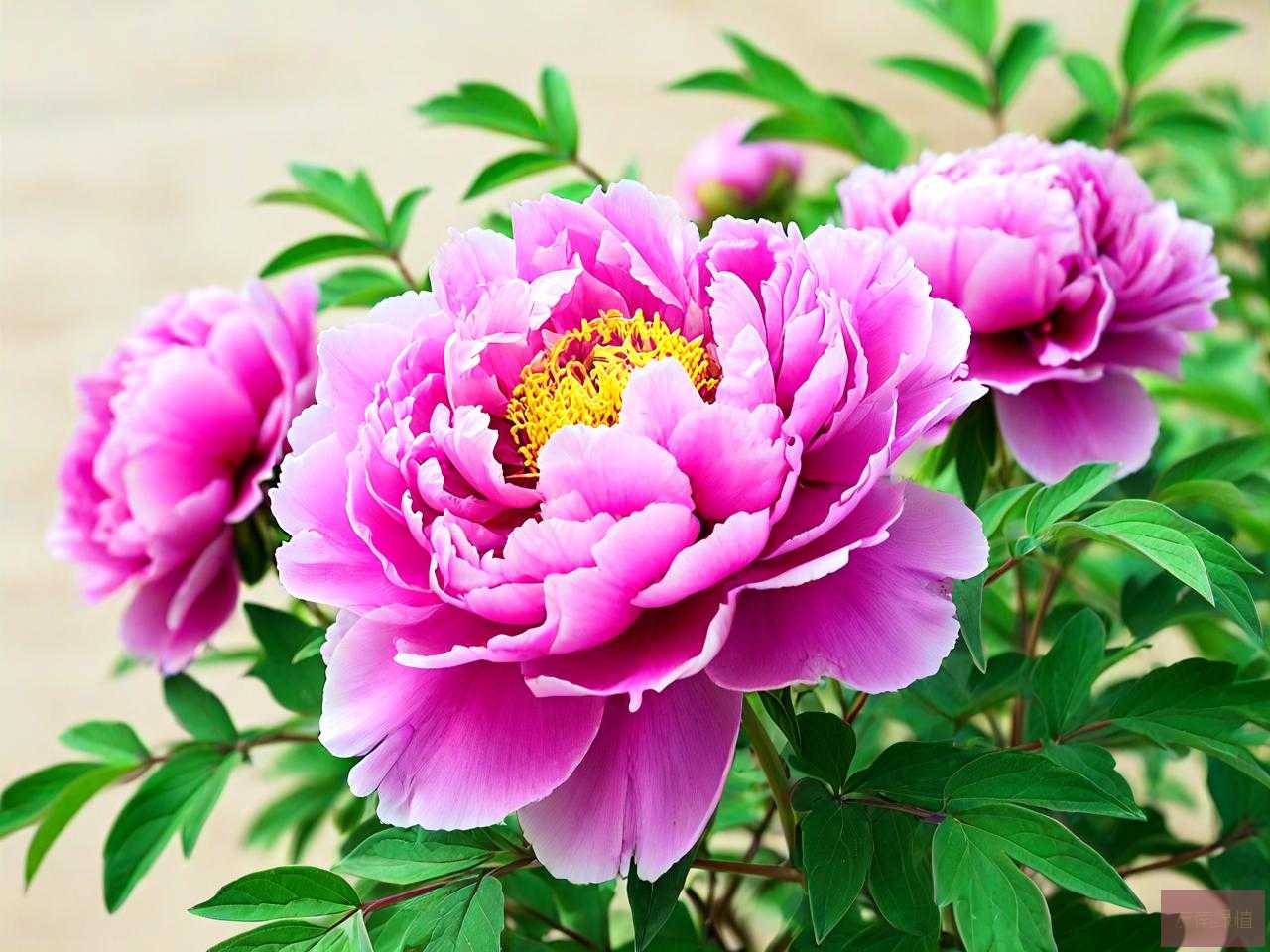 包头市的市花是什么花