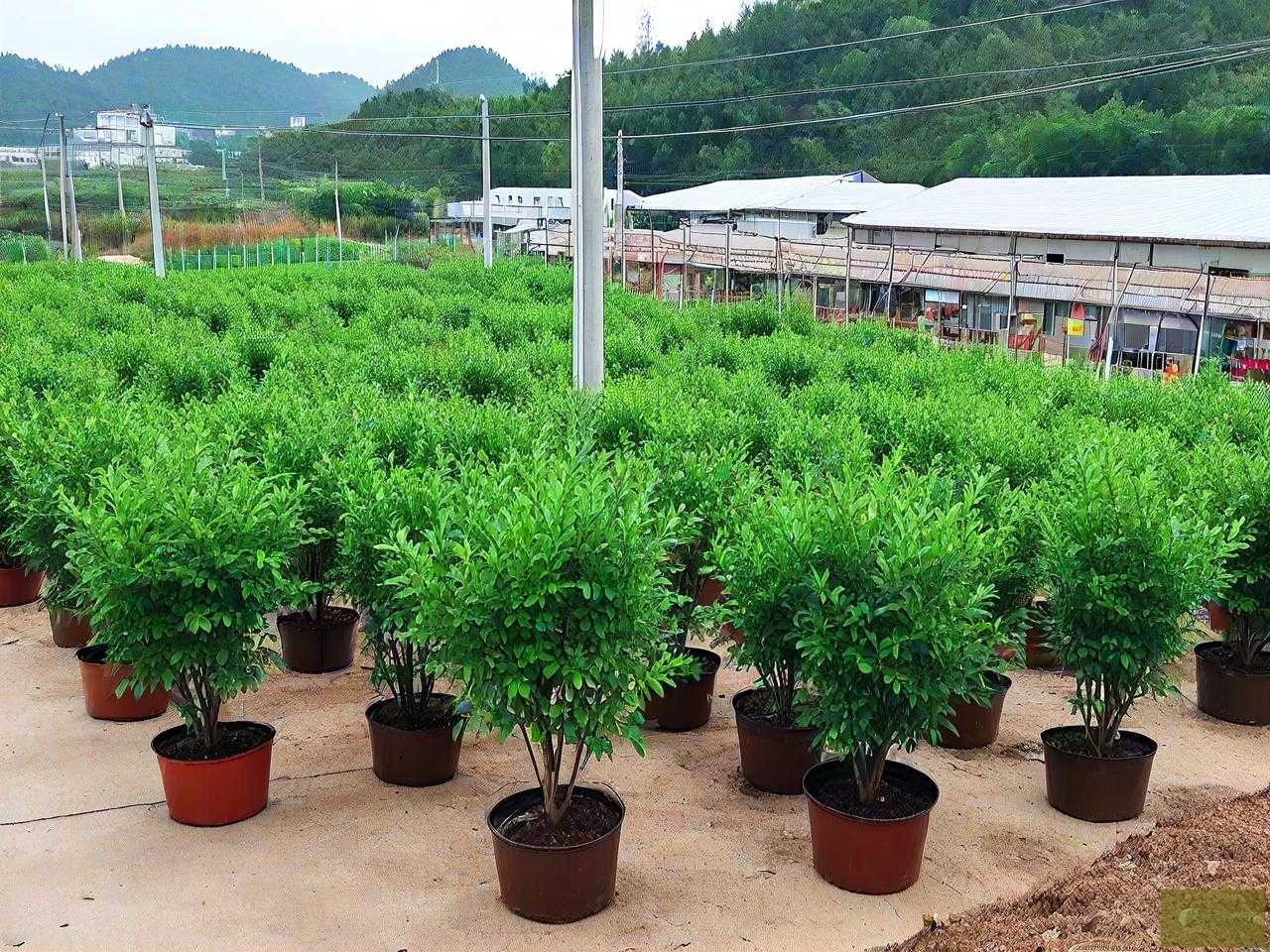 柳州苗木批发市场在哪