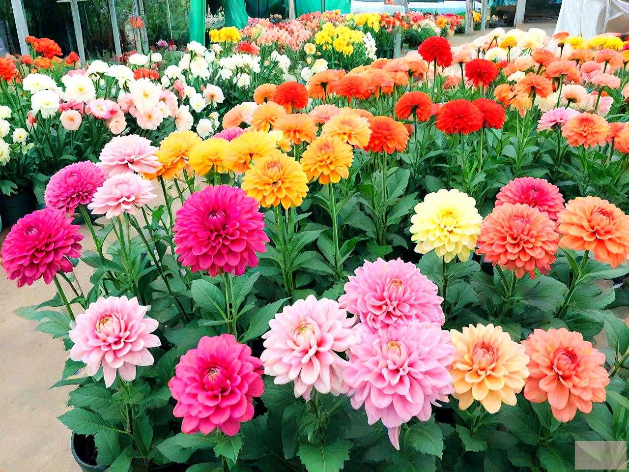 花卉市场批发各种花价