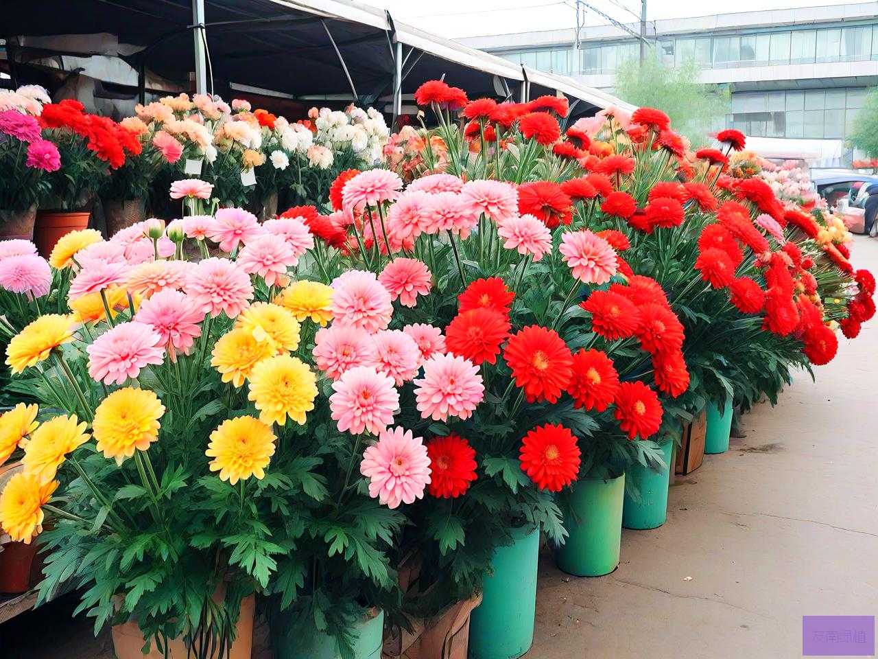 西安卖鲜花市场在哪里