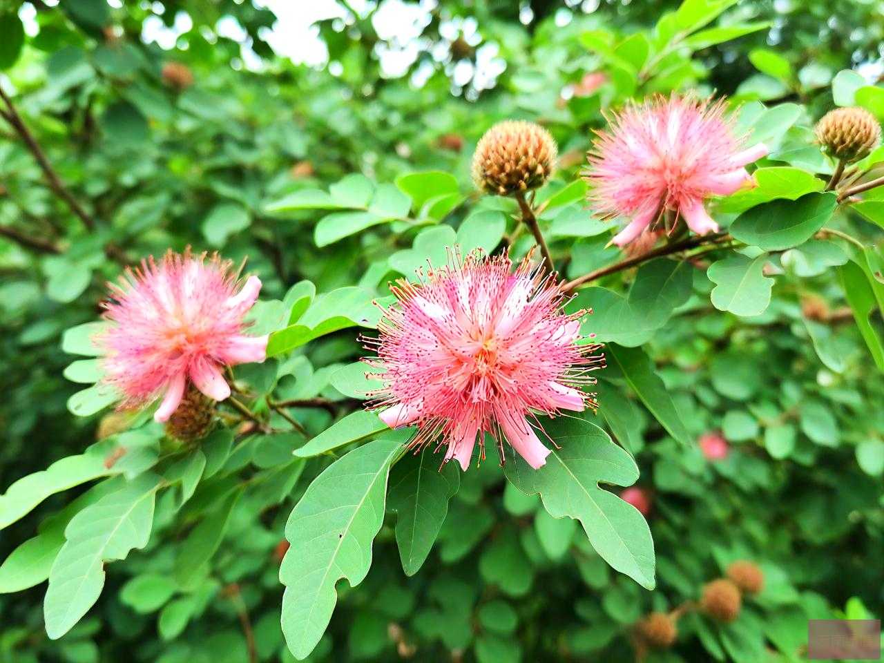 圆叶构树和花叶的区别