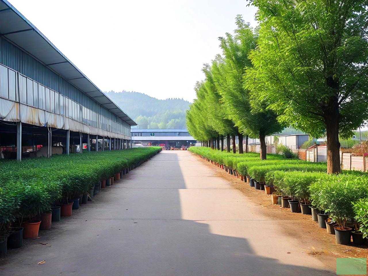湖南长沙苗木批发市场