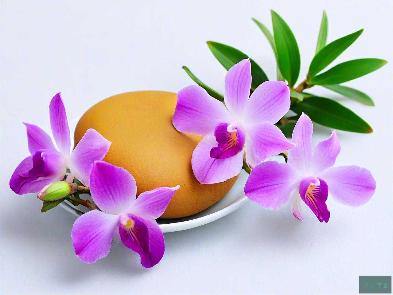 石斛花泡水有什么好处
