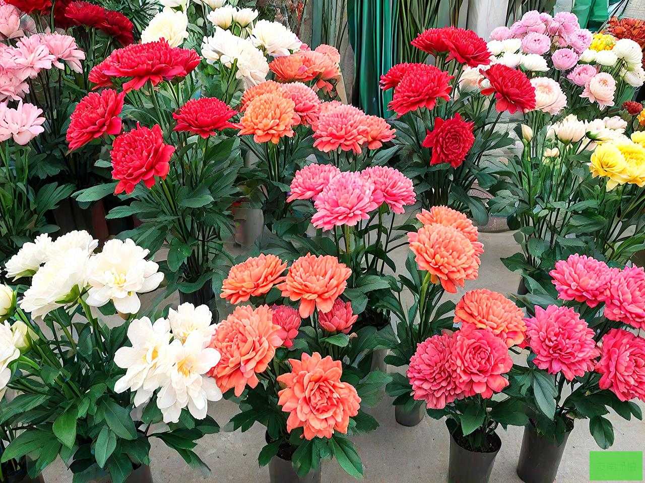 南宁假花批发市场在哪