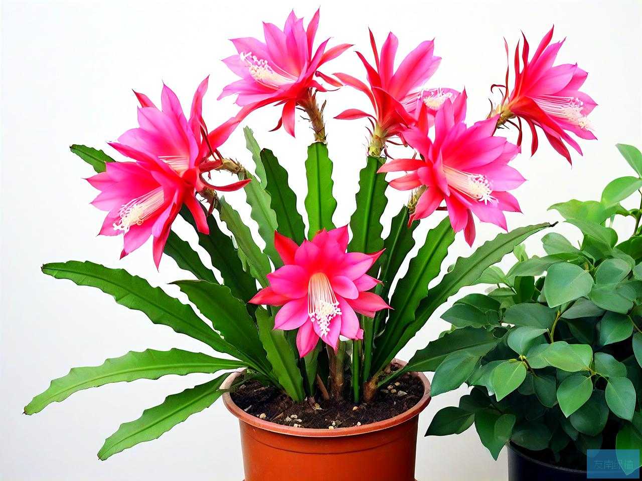令箭荷花怎样种植方法