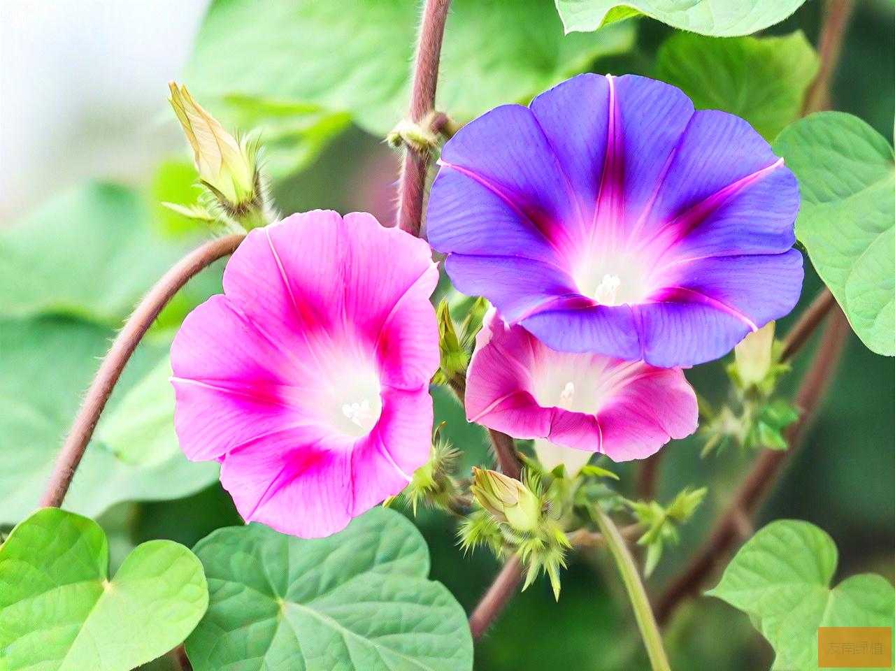 牵牛花的种子怎么传播