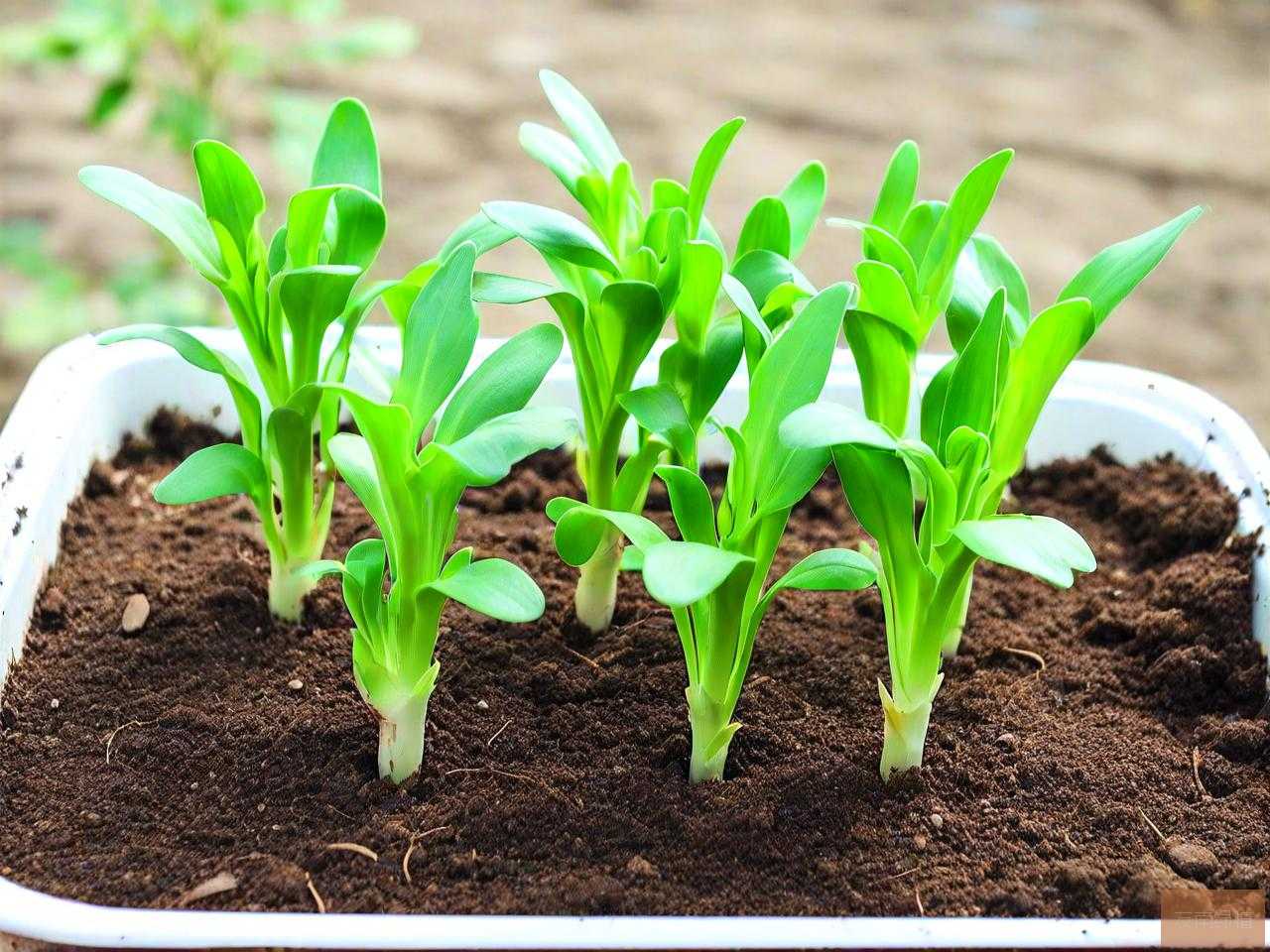 水培植物能种到土里吗