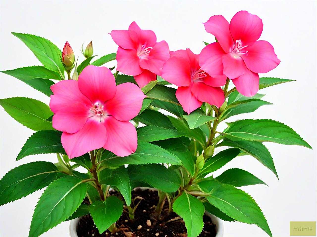 凤仙花的种子从哪里来