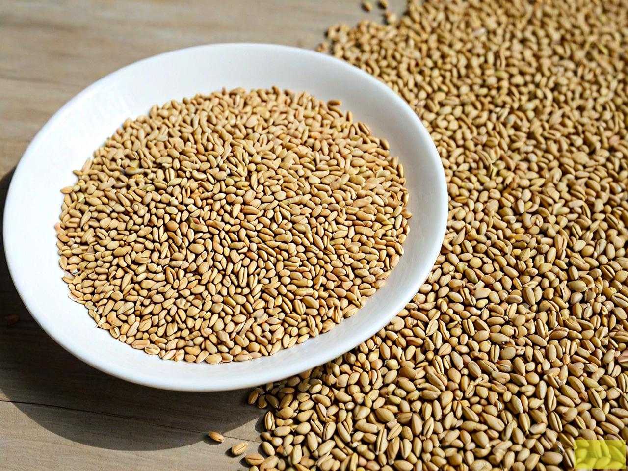 优良小麦种子有哪几种