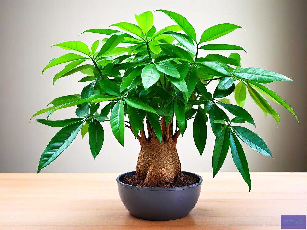 怎样养发财树养殖方法
