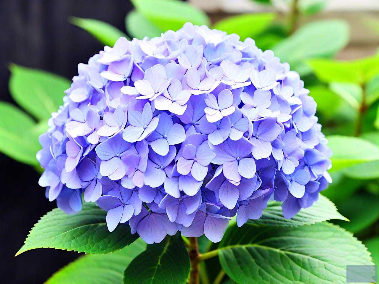 绣球花为什么叫绣球花