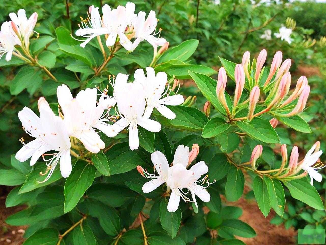吉林省金银花种植基地
