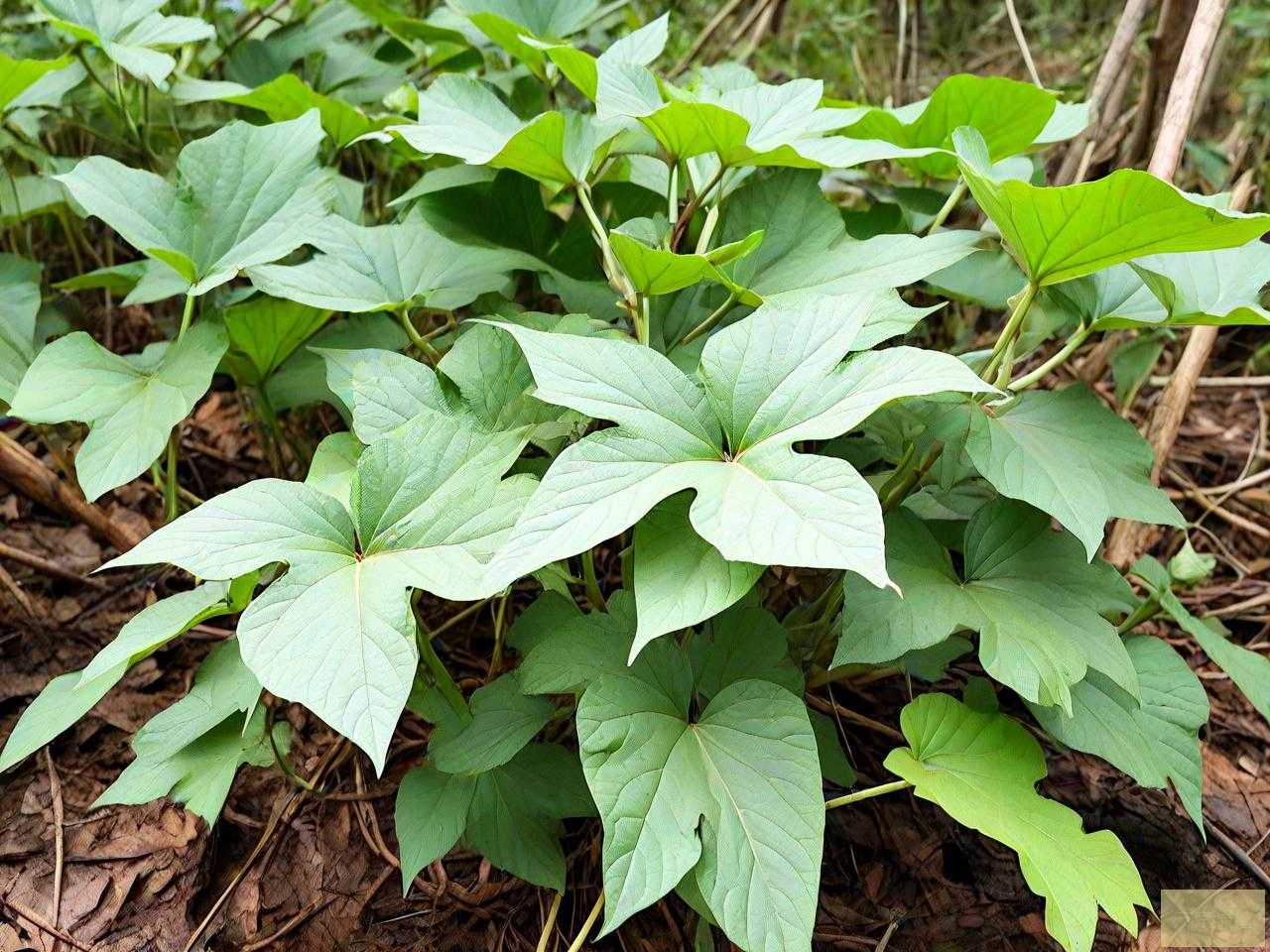 野生葛根的作用与用途