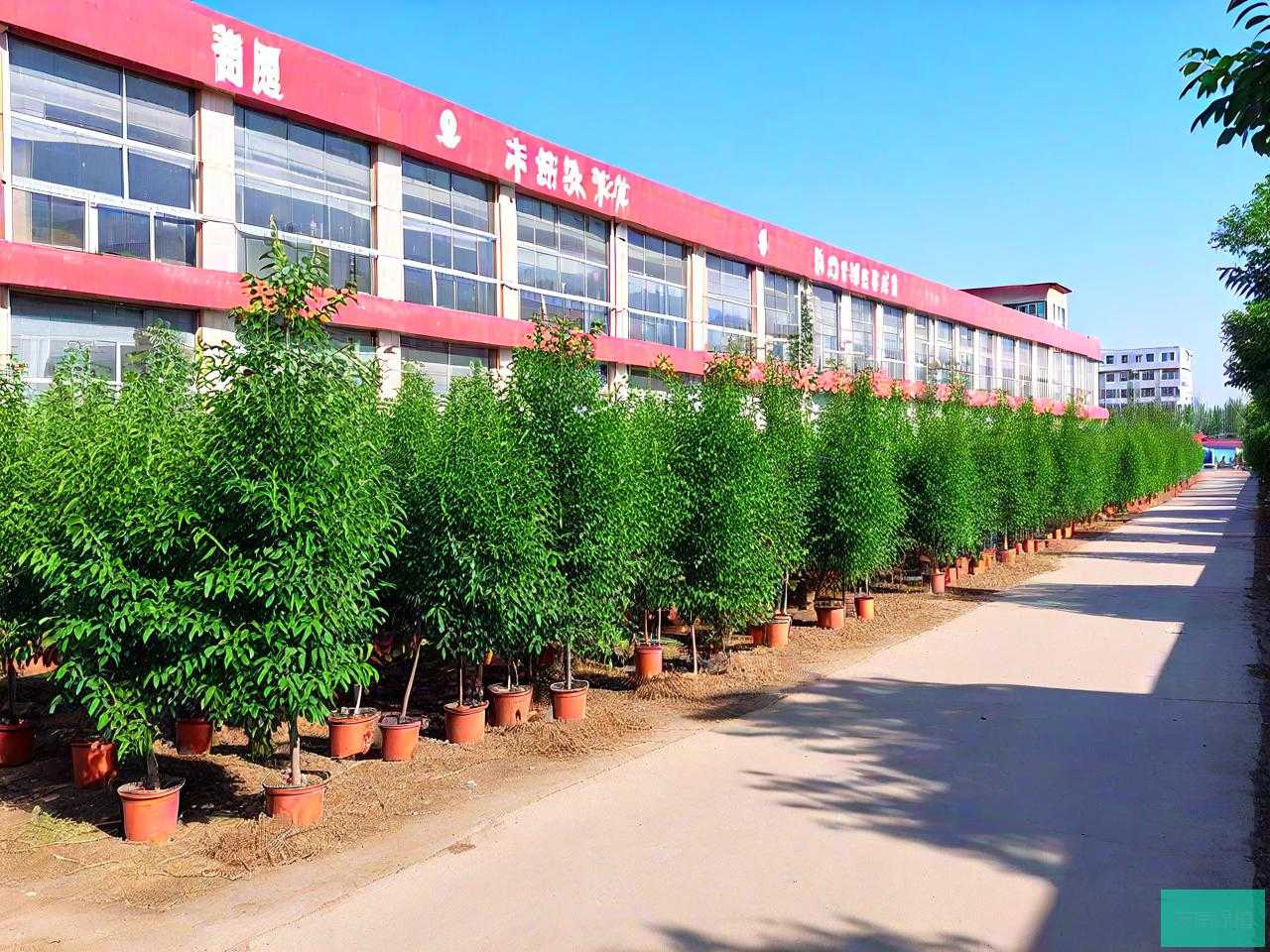 济南苗木批发市场在哪