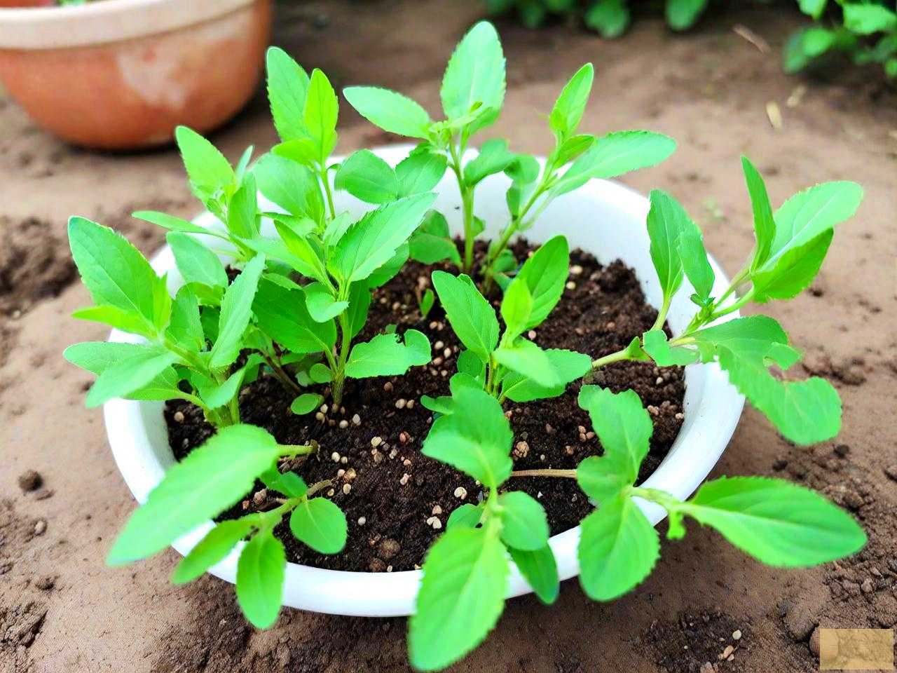 荆芥种子几天发芽出苗