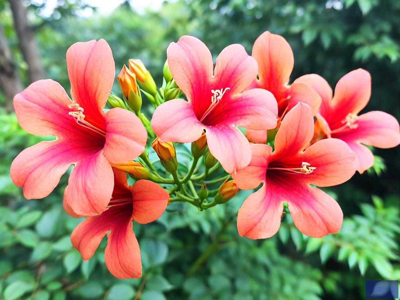 中华凌霄花耐寒多少度