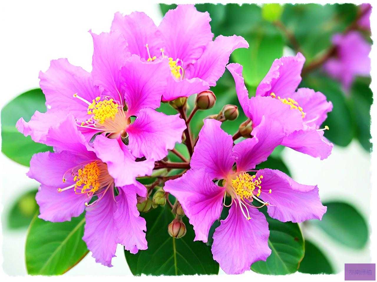 野生紫薇花是什么样子
