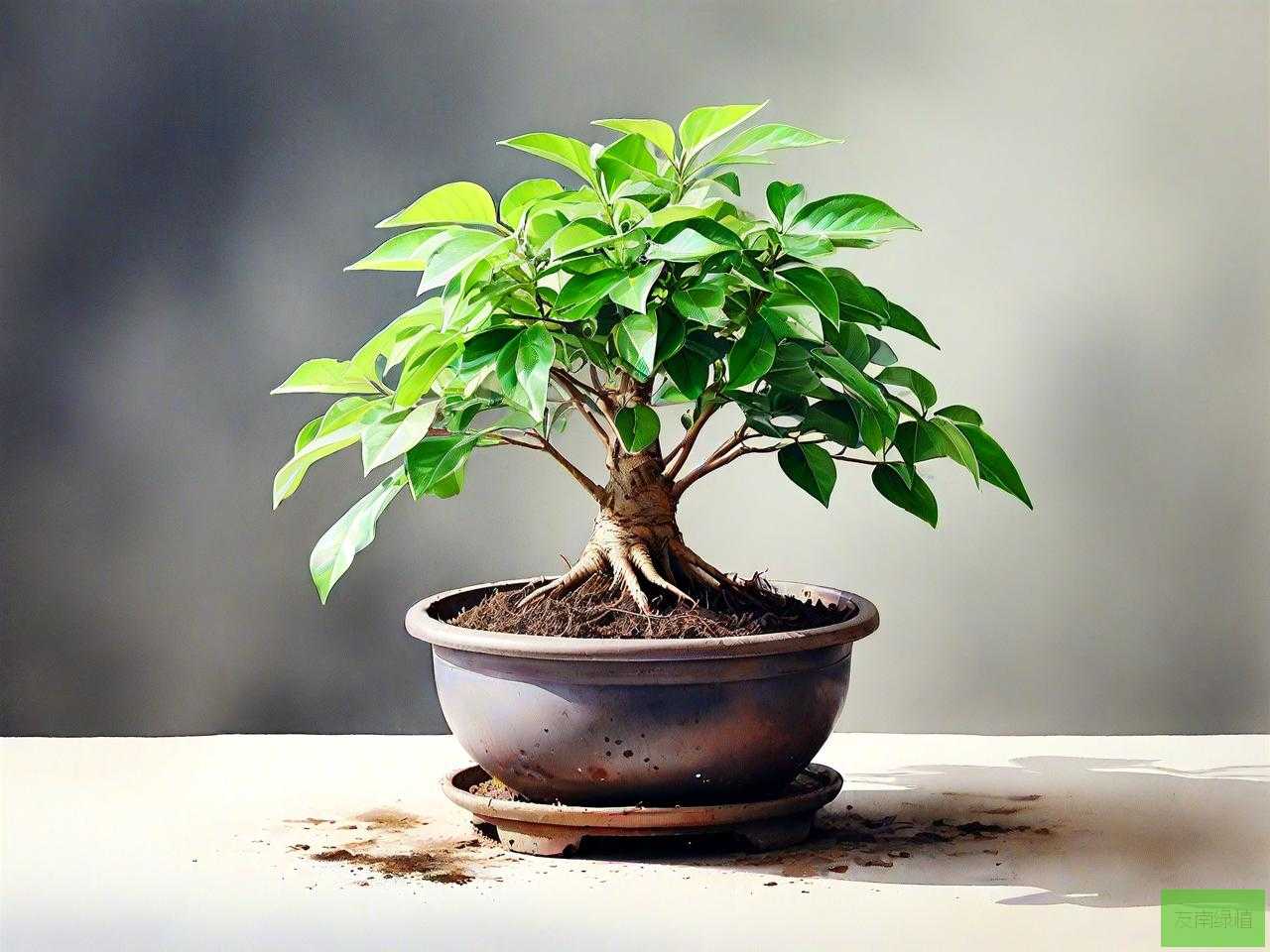种什么盆景植物最赚钱