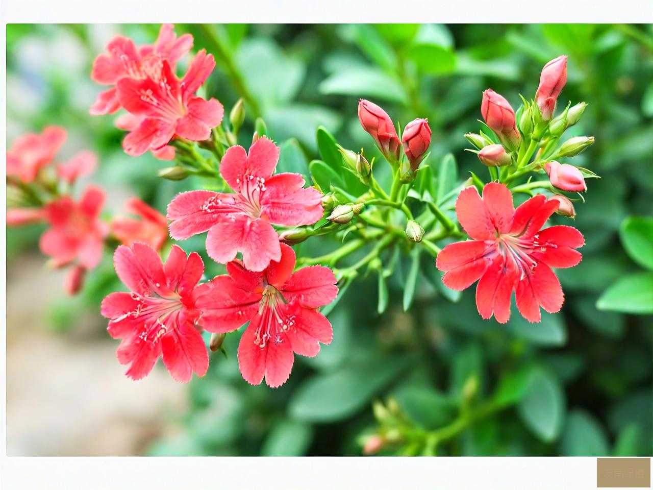钱串子花是什么样子的