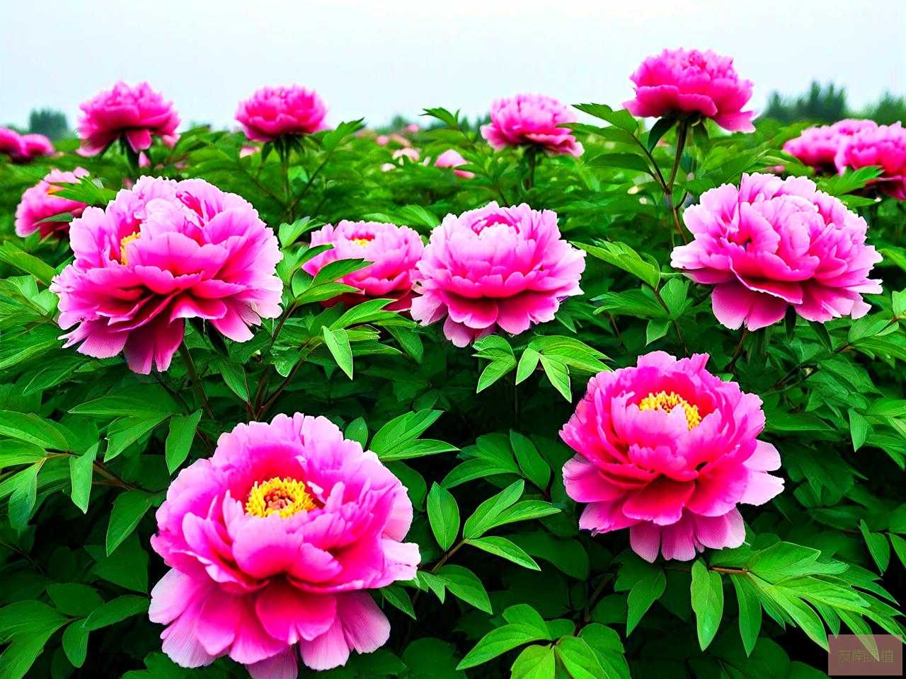 牡丹花苗哪里有卖及价格