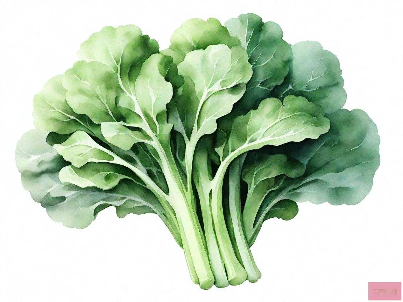 何为十字花科蔬菜