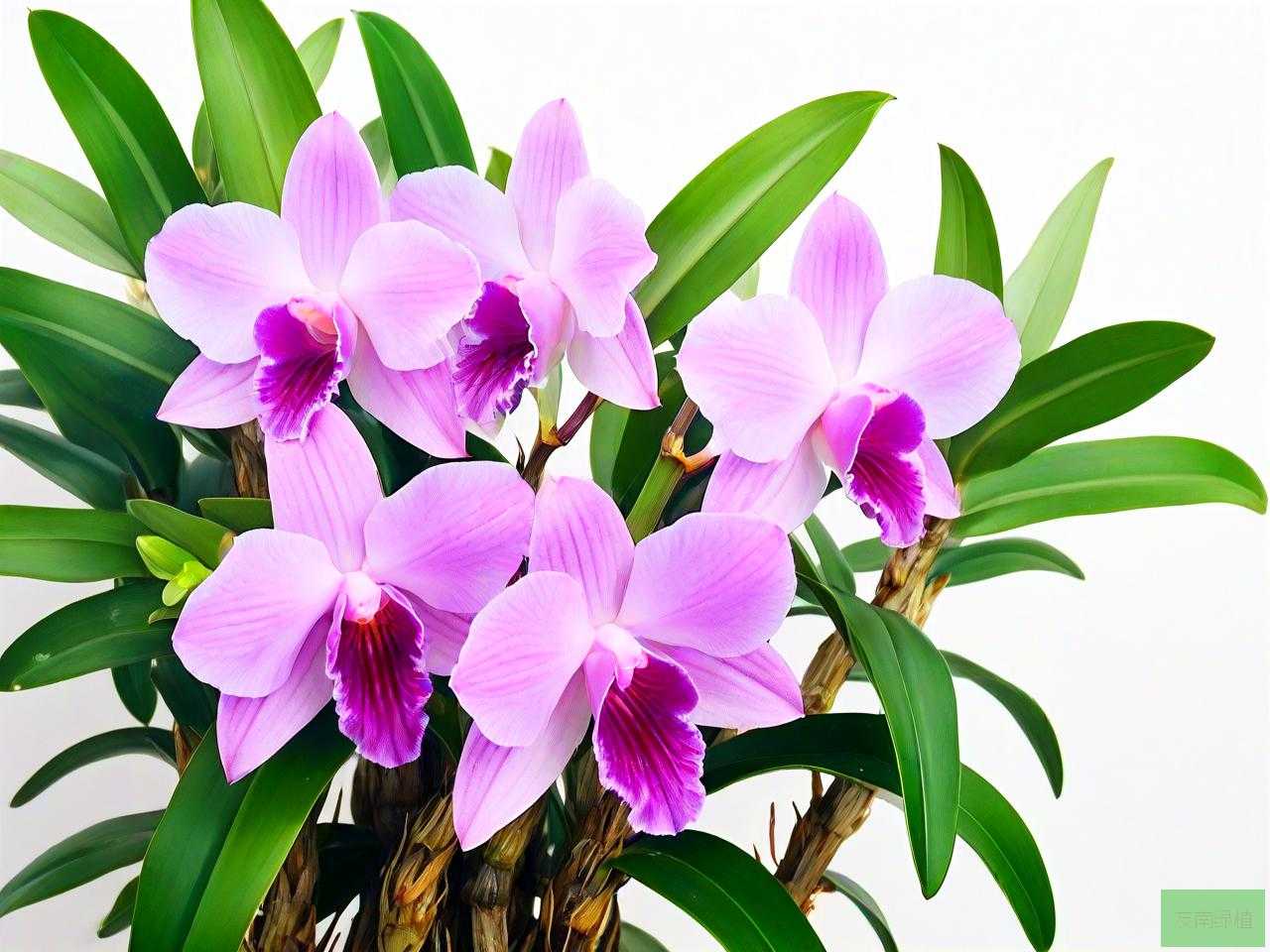 石斛花和石斛那个效果好