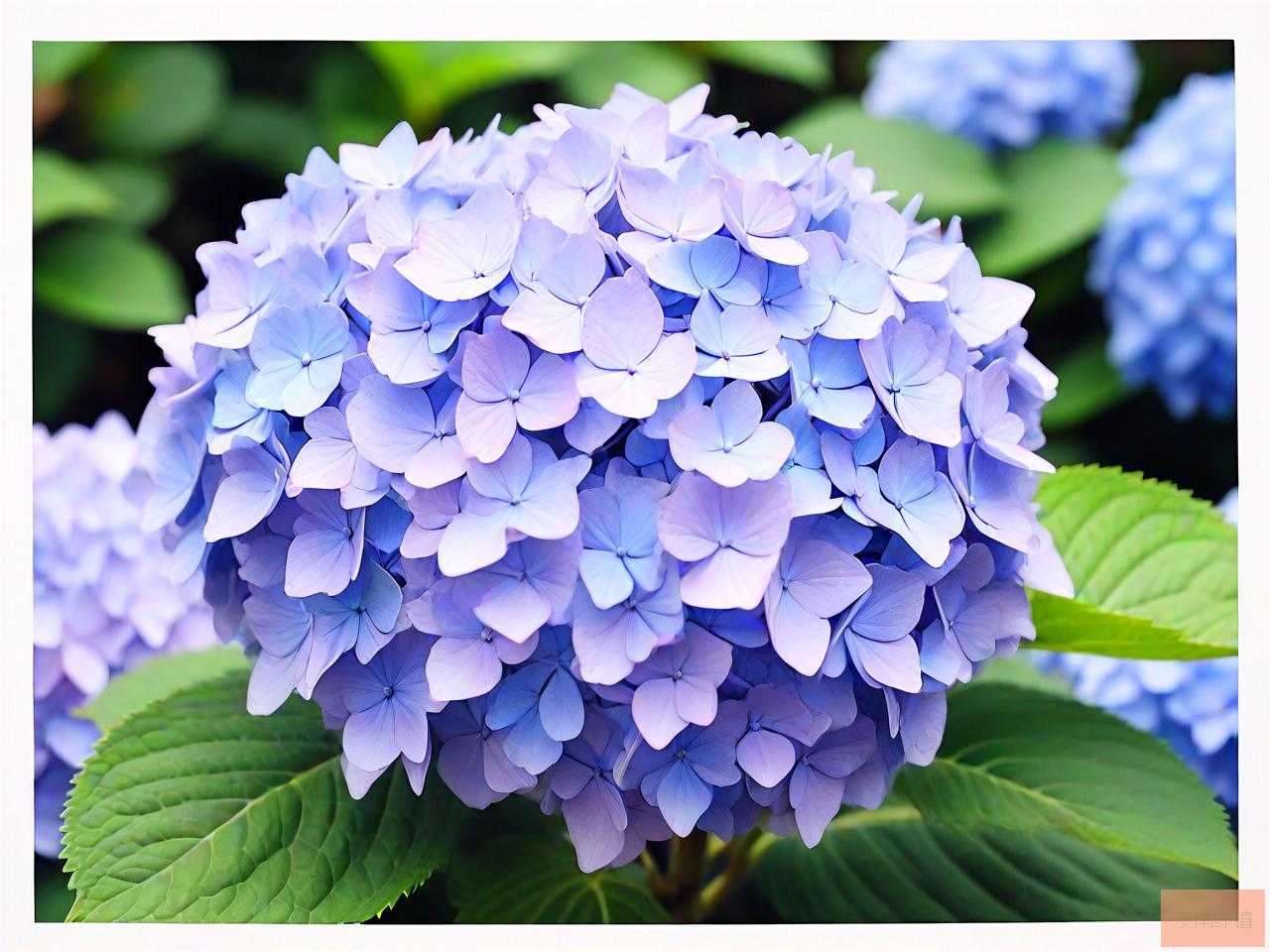 绣球花为什么又叫招鬼花