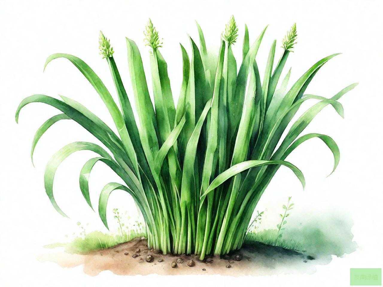 跟韭菜长得很像的植物