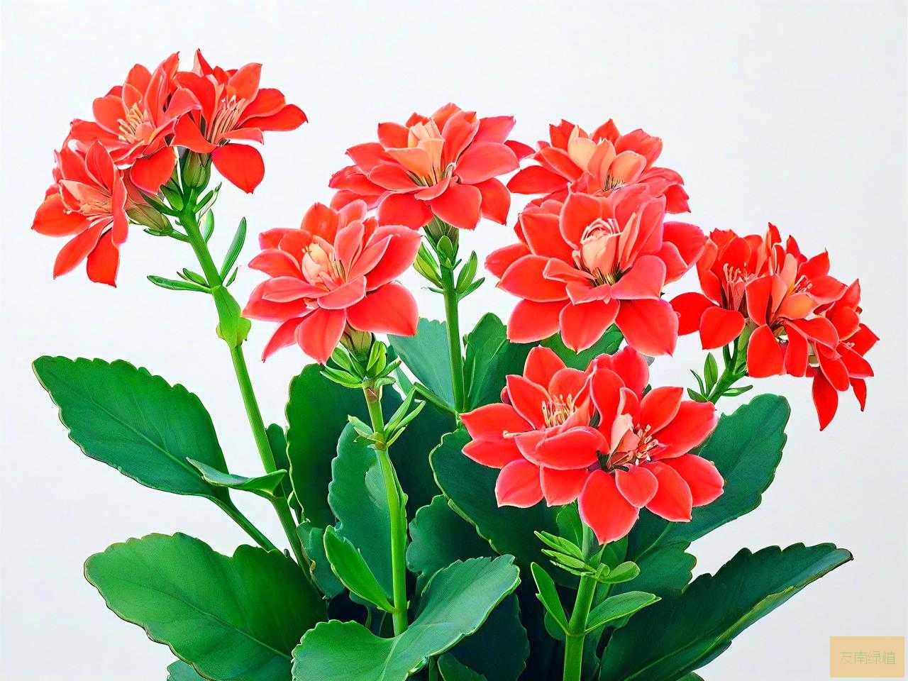 长寿花怎么养才能更旺盛