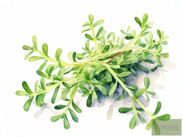 马齿苋提取物效果