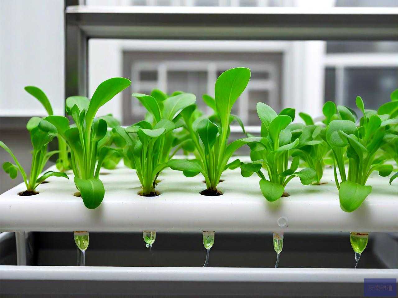 水培植物可以放营养液吗