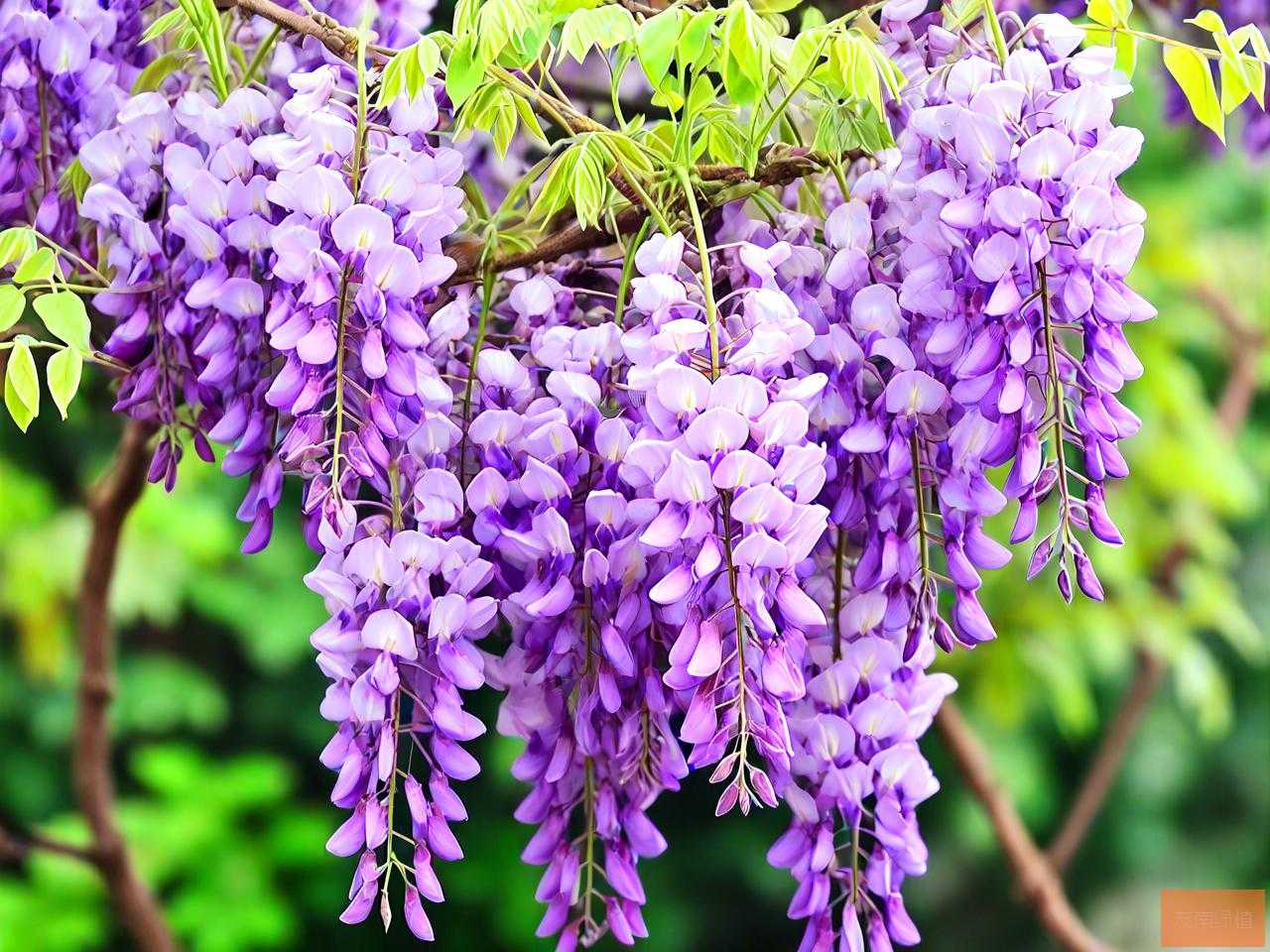 紫藤花不开花是怎么回事