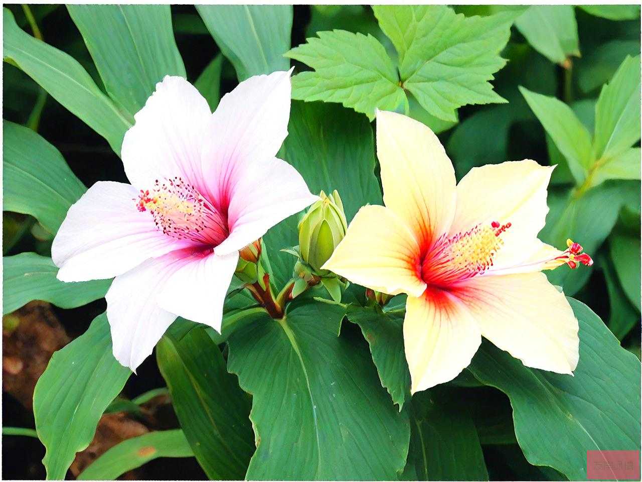 七叶一枝花和蚤休的区别