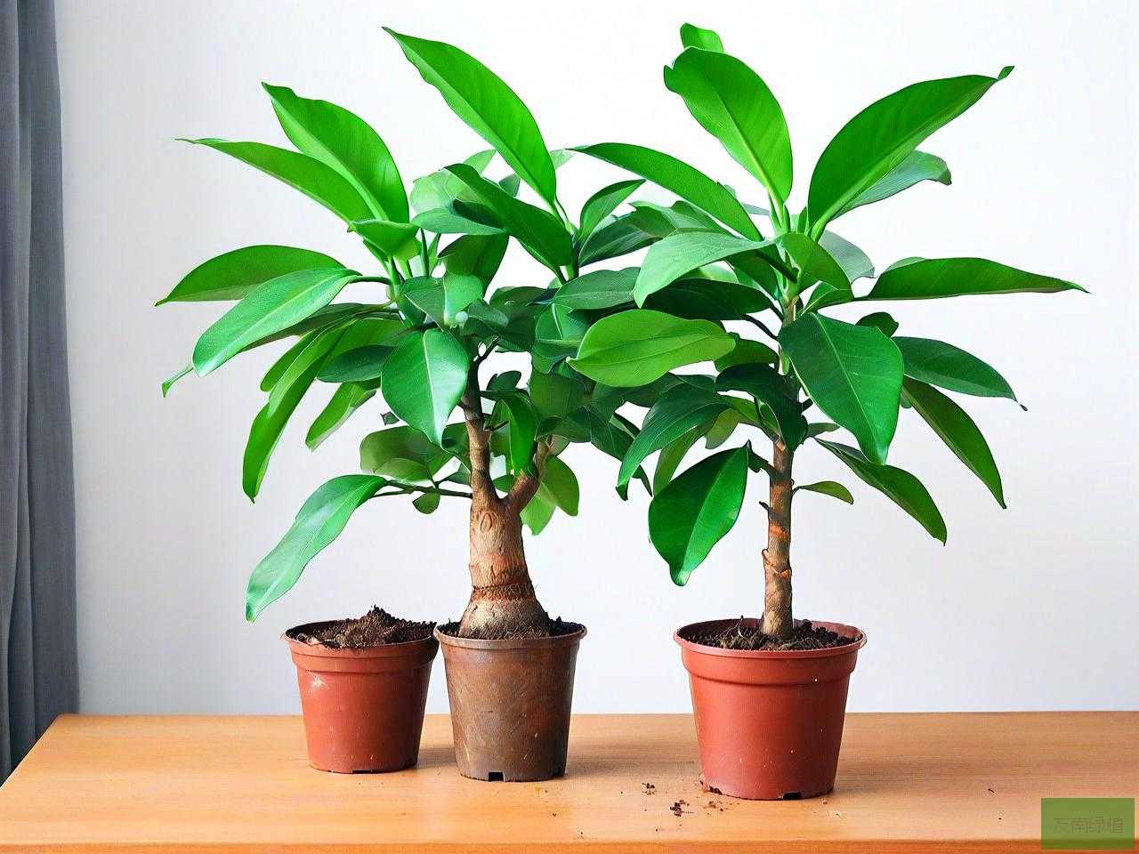 金钱树的种植方法及养护