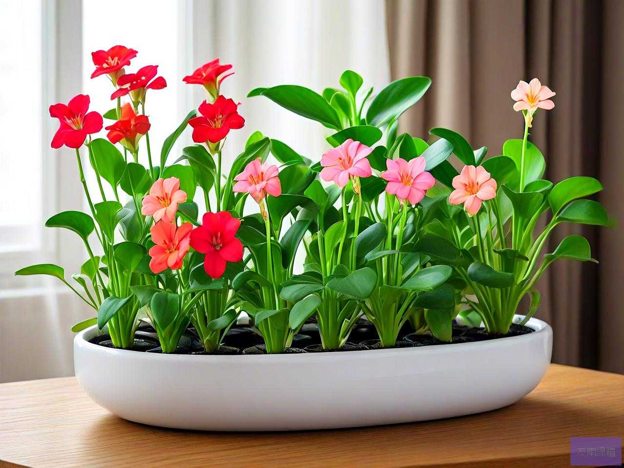 室内水培花卉哪种好养活