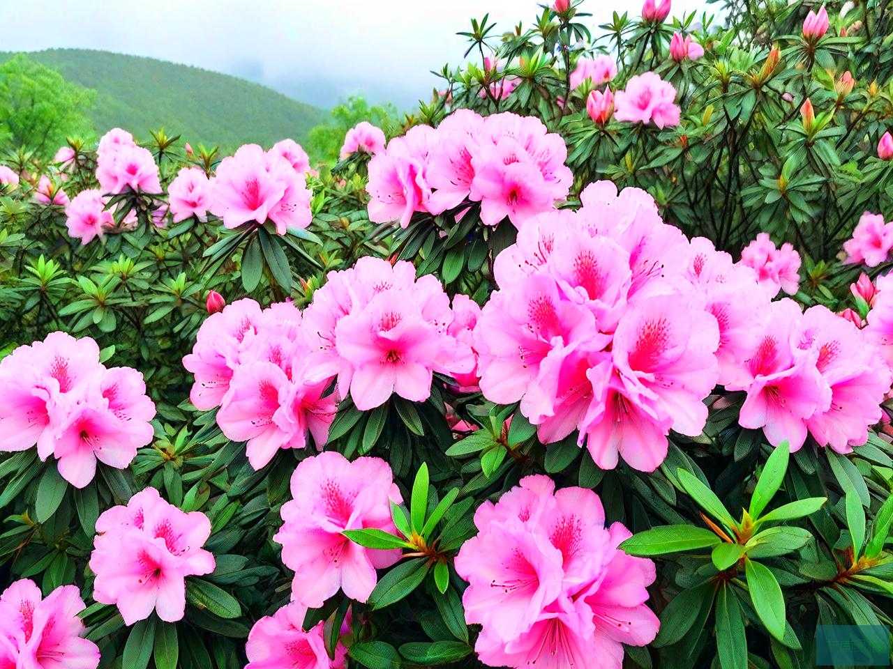 毕节杜鹃花最佳观赏时间