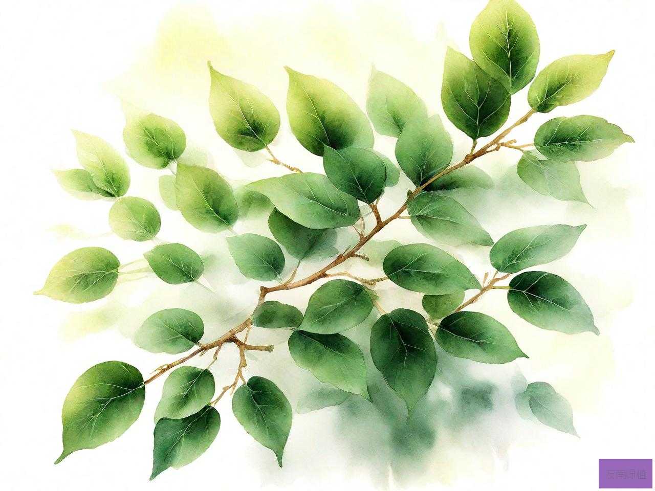 金枝玉叶怎么样养