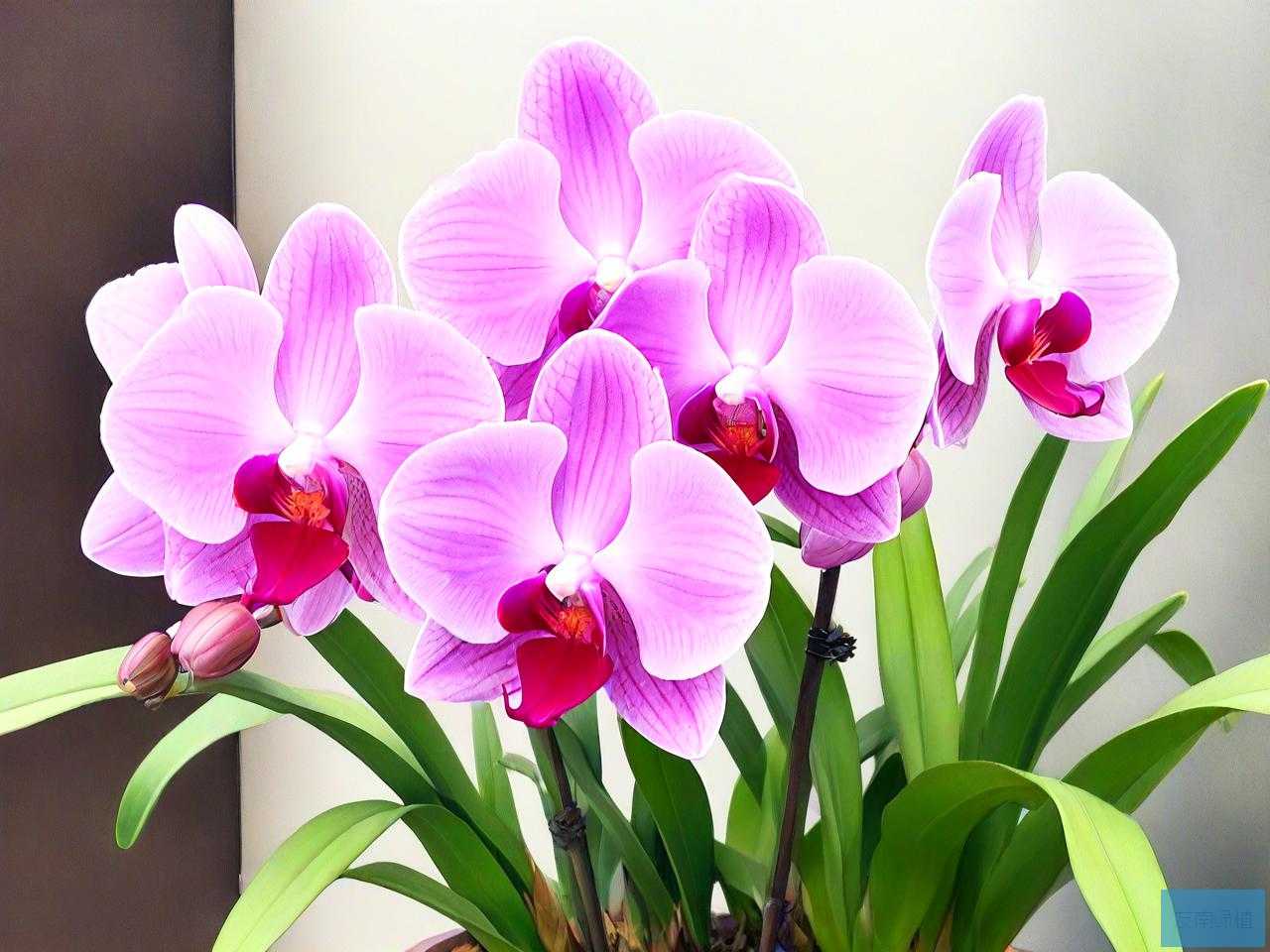 那些兰花的品种比较名贵