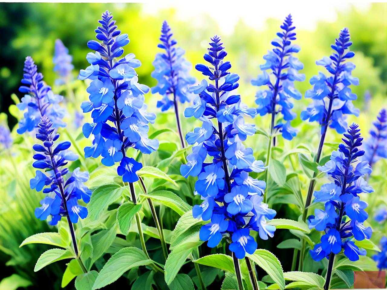 蓝花鼠尾草是宿根花卉吗