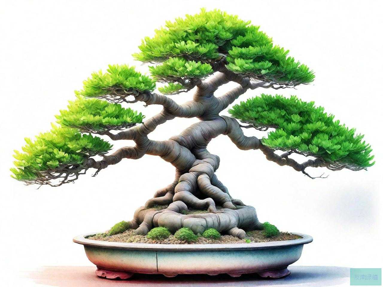 盆景玉树怎么养