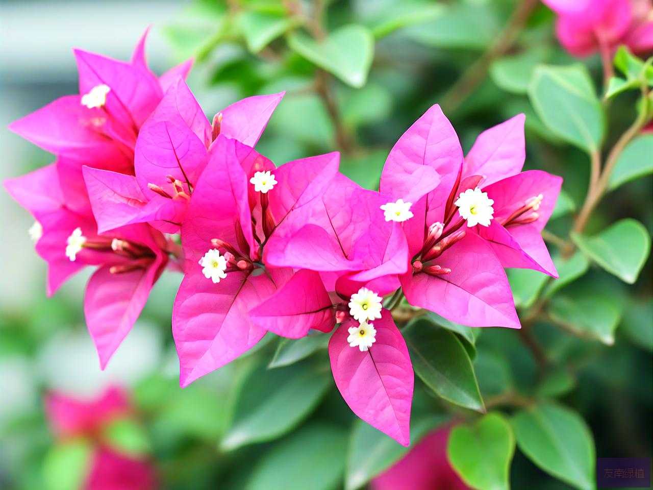 三角梅的花朵是什么样子