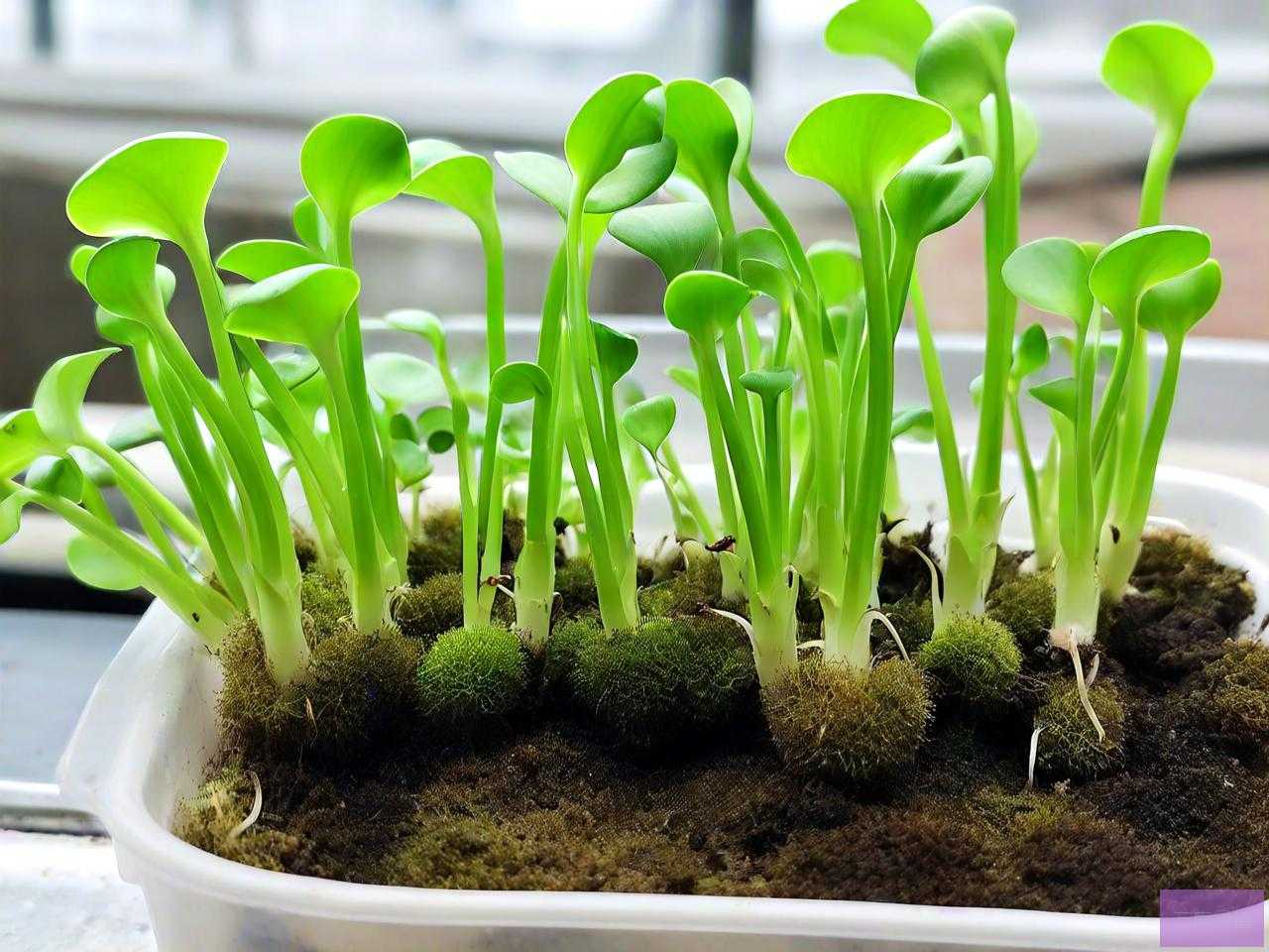 水培植物有青苔怎么处理