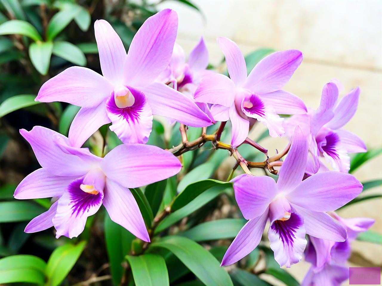 石斛花适合什么样的人吃