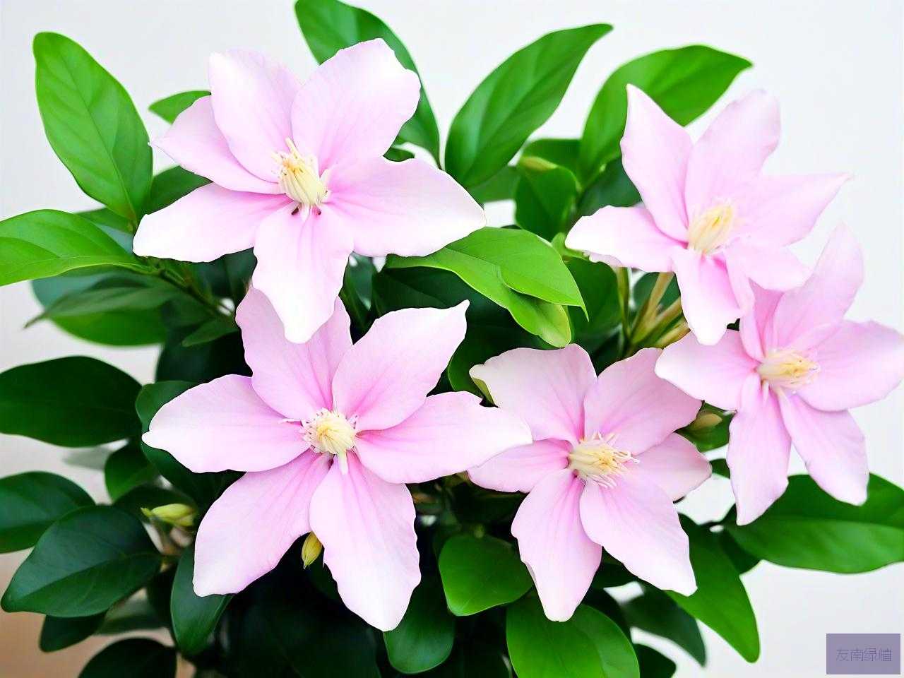 垂丝茉莉花好养吗怎么养