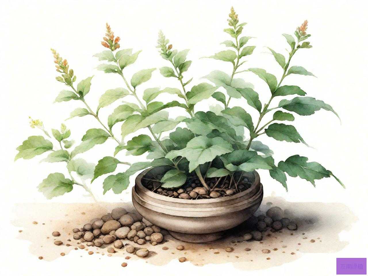 中药植物有哪些